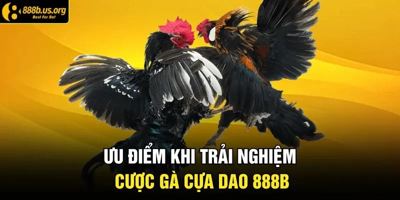 Ưu điểm khi trải nghiệm cược gà cựa dao 888B 