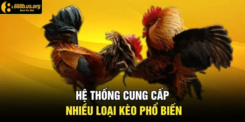 Hệ thống cung cấp nhiều loại kèo phổ biến