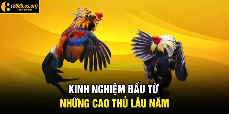 Kinh nghiệm đấu từ những cao thủ lâu năm