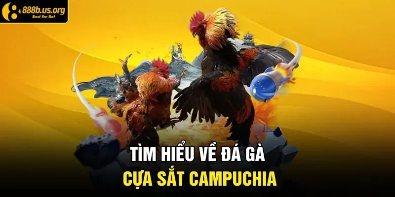 Tìm hiểu về đá gà cựa sắt campuchia