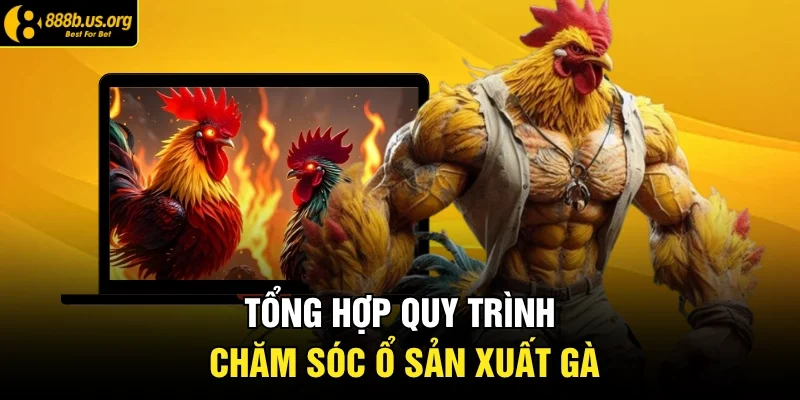 Tổng hợp quy trình chăm sóc ổ sản xuất gà